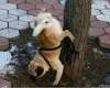 <b>Название: </b>1269100229_14,
 <b>Добавил:<b> Admin<br>Размеры: 510x359,
 33.7 Кб
